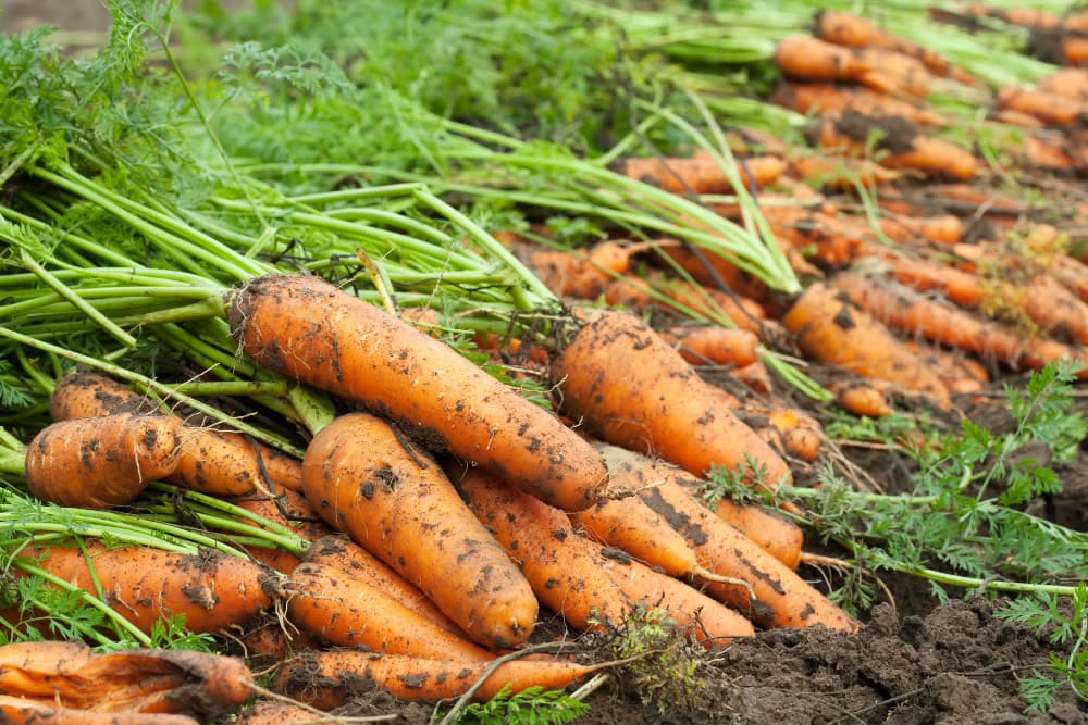 Harvest Carrots